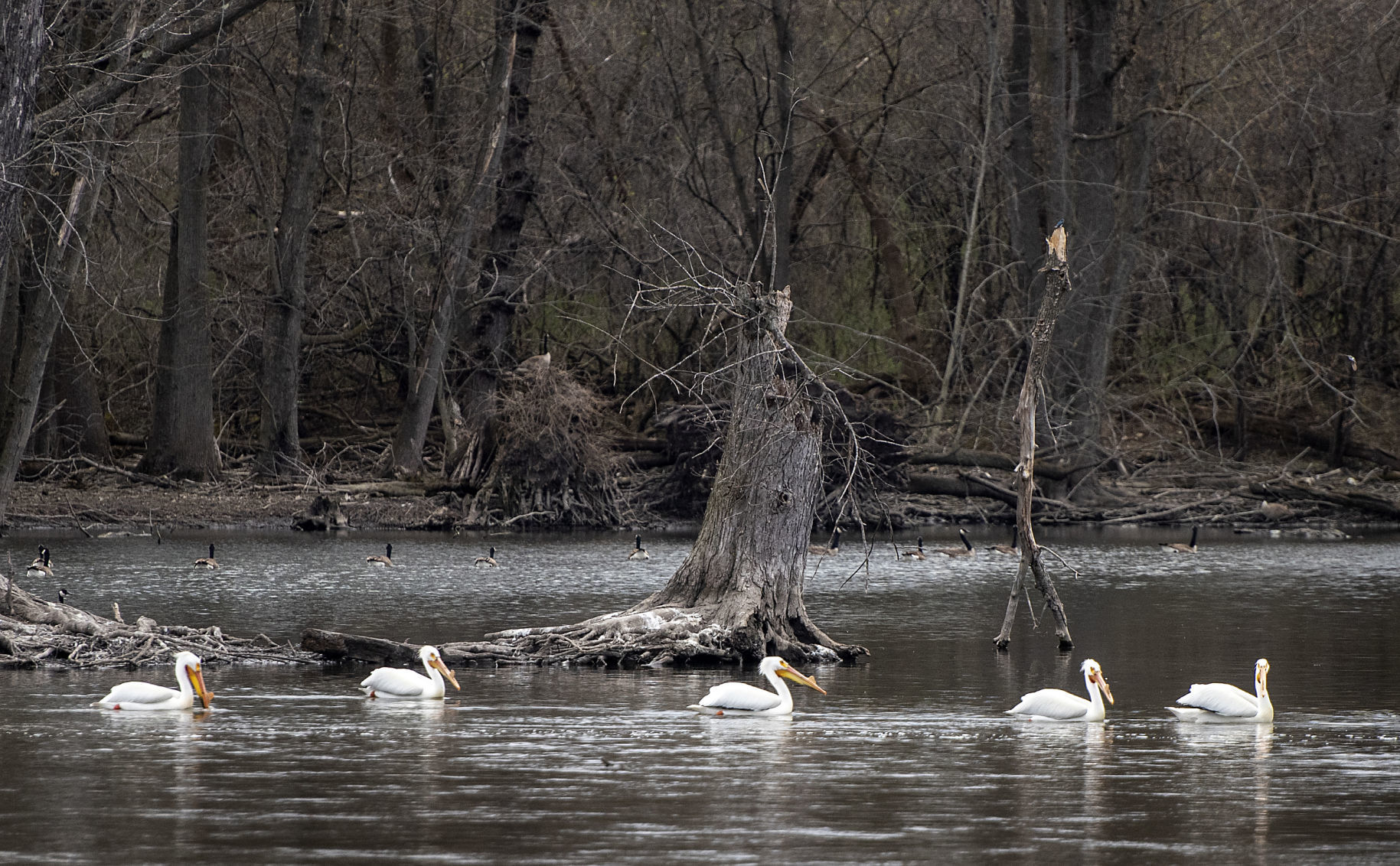 190423_PELICANS06
